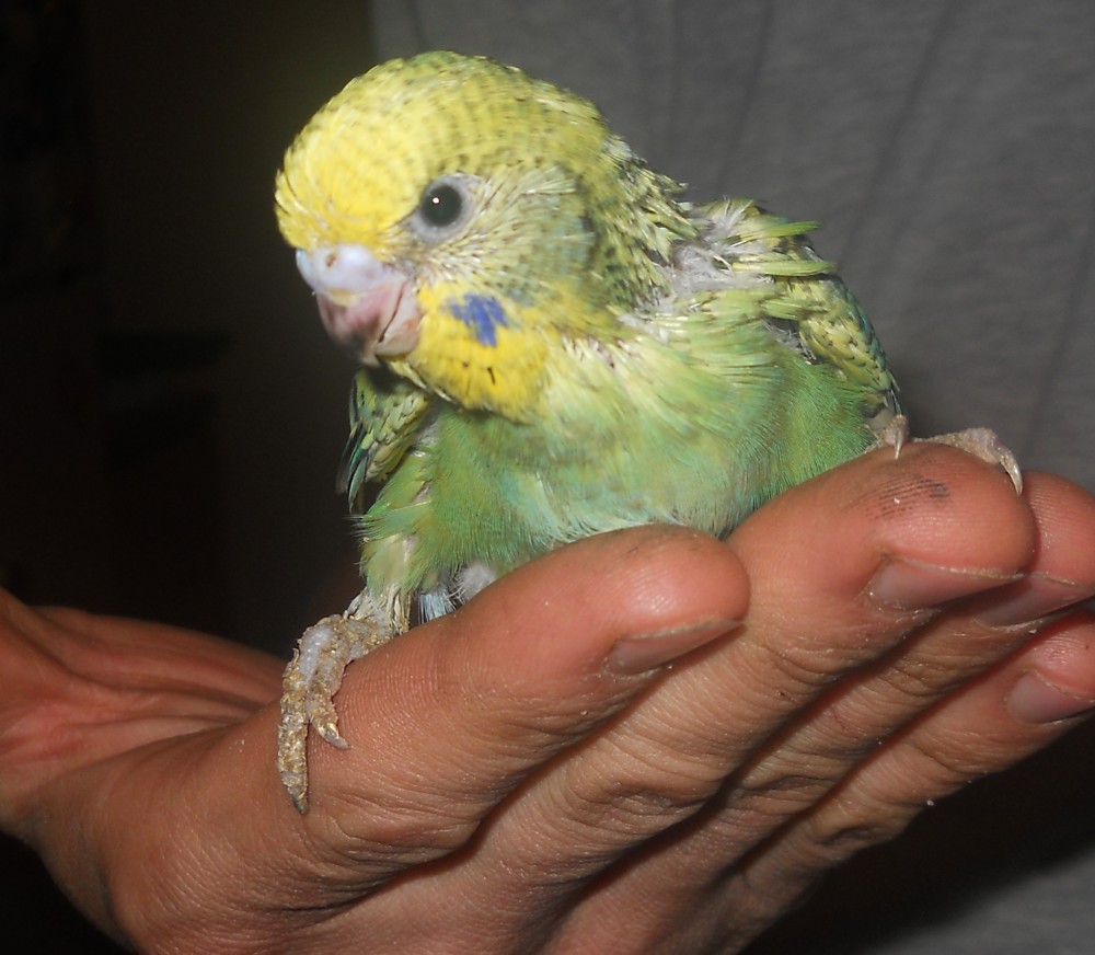 zampa screpolata